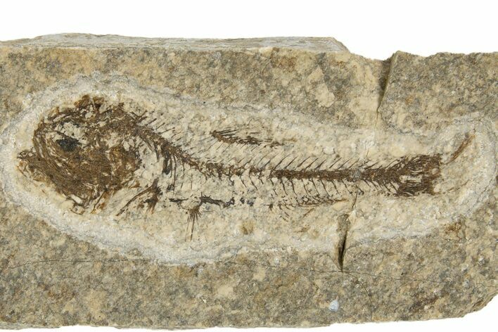 Oligocene Fossil Lanternfish (Eomyctophum) - Poland #320578